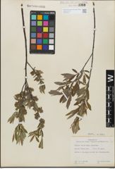 Foto von Salix geyeriana Andersson